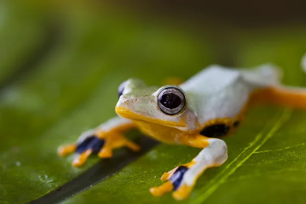 Exotic frog in indonesia — Stok fotoğraf