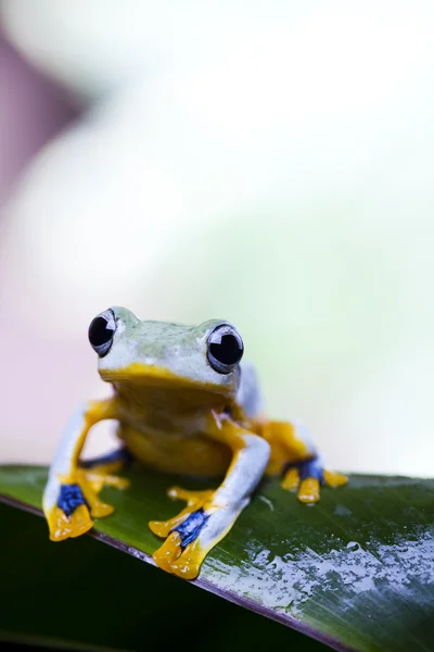 Exotic frog — Stock Photo, Image