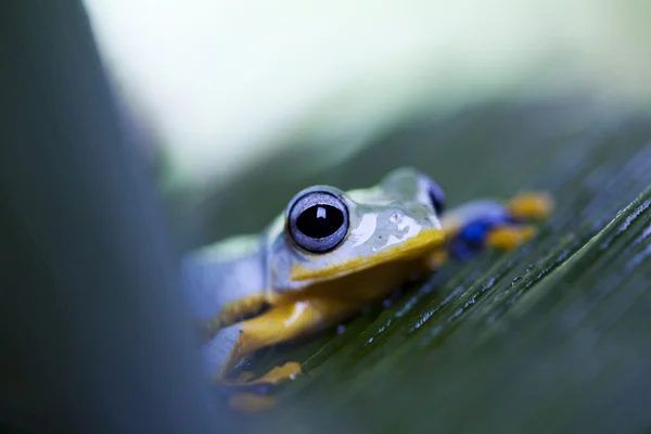 Frog peeking out from leaf — Stock Photo, Image