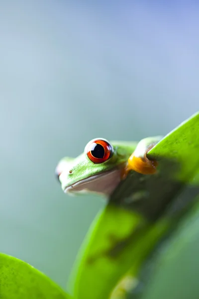 Kırmızı gözlü kurbağa — Stok fotoğraf
