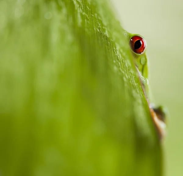 Grenouille aux yeux rouges — Photo