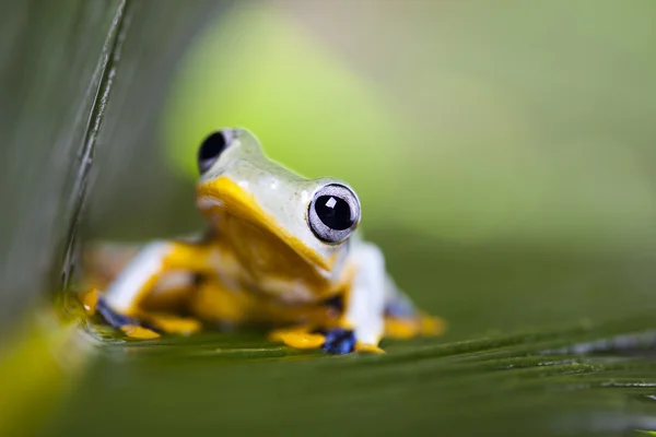Frosch mit gelbem Abstrich — Stockfoto