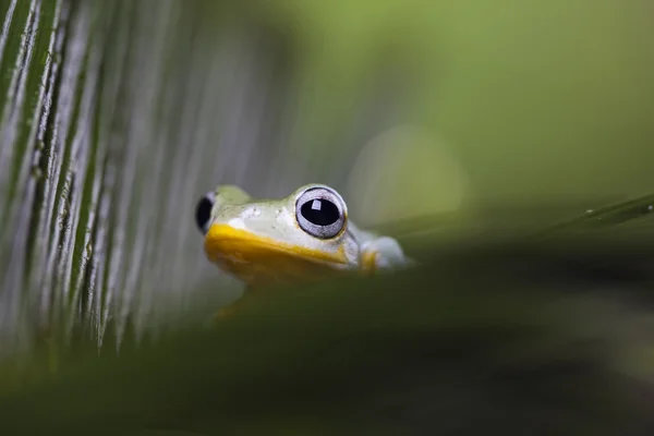 Żaba egzotyczne — Zdjęcie stockowe