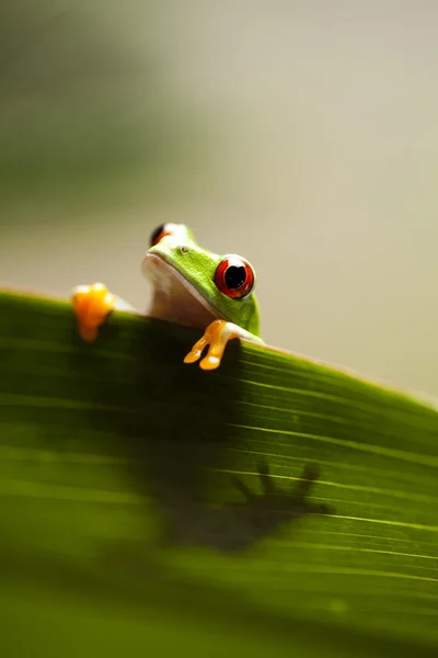 나뭇잎 위에 있는 개구리 — 스톡 사진