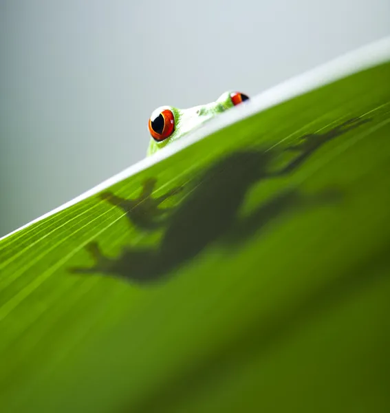 Frog on the leaf — Stock Photo, Image