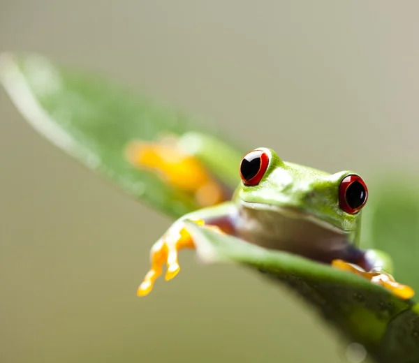 Rana arborícola — Foto de Stock