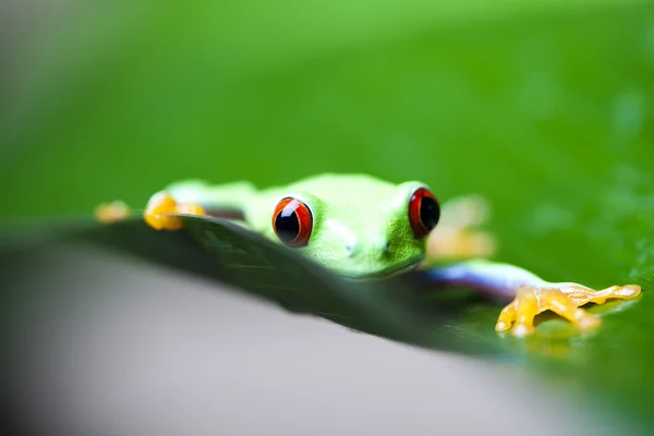 Rana sulla foglia — Foto Stock