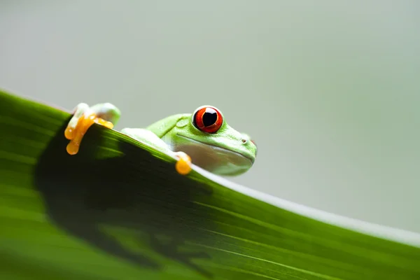 Yaprağın üzerindeki kurbağa — Stok fotoğraf