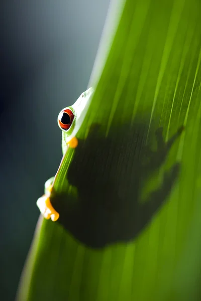 Frog on the leaf — Stock Photo, Image