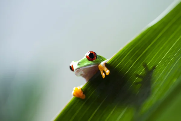 Frog on the leaf — Stock Photo, Image
