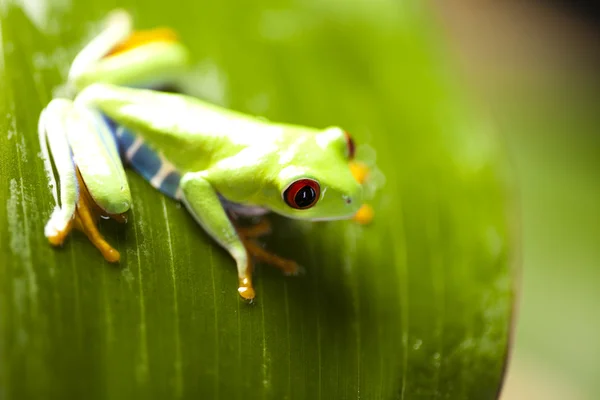 Green frog — Stock Photo, Image