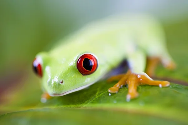 Frog with red eyes Stock Photo