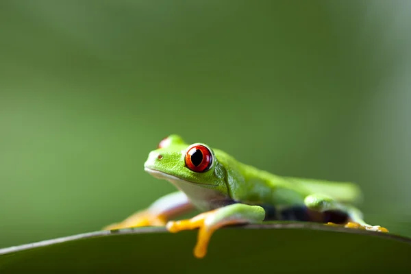 Frog with red eyes Stock Image