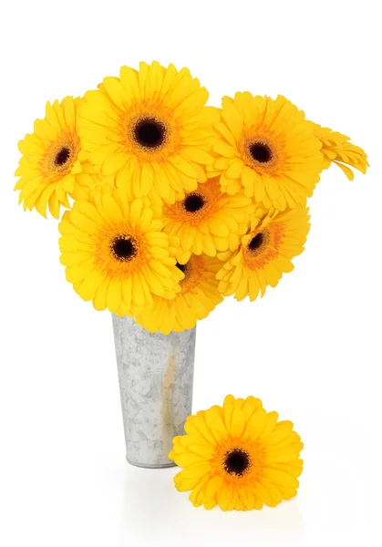 Gerbera gialla fiori — Foto Stock