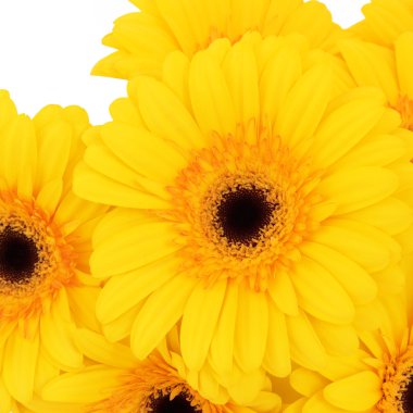 gerbera çiçekleri