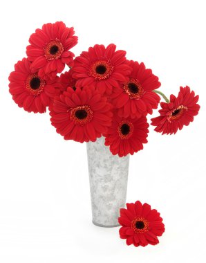Kırmızı gerbera çiçekleri