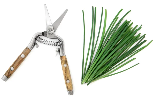 Chives Herb — Stock Photo, Image