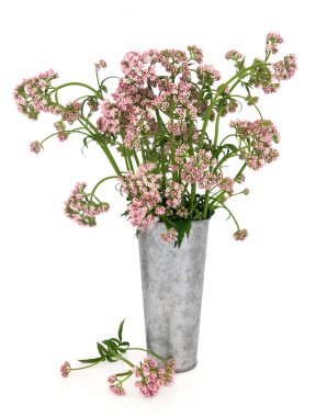 Valerian Herb Flowers clipart