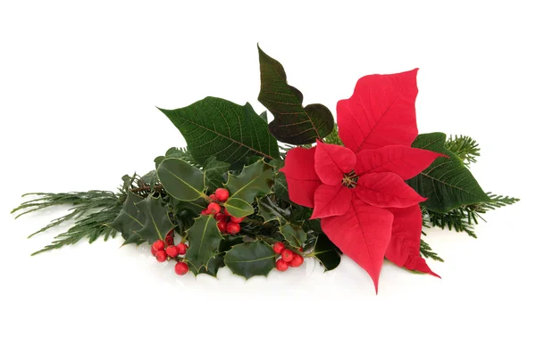 Poinsettia flower decoratie — Stockfoto