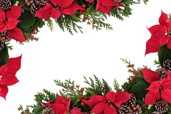 Poinsettia Floral Border — Stock Photo, Image