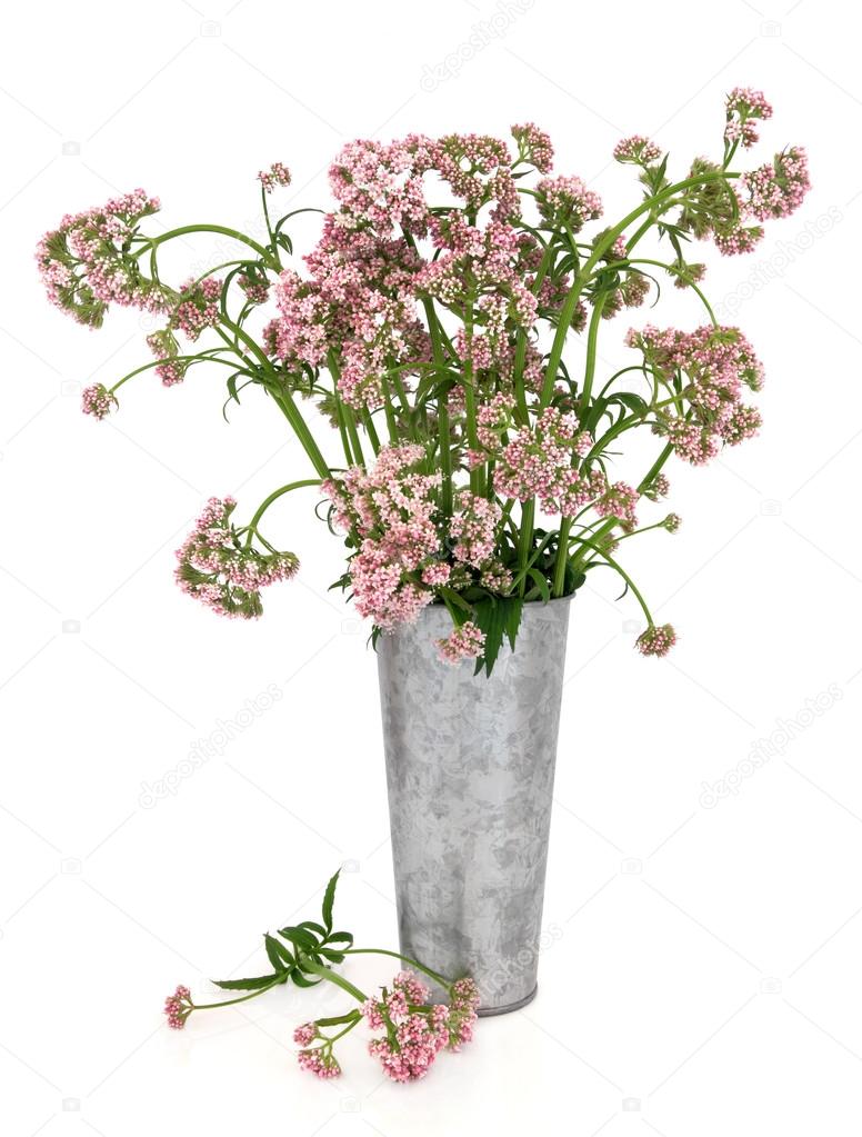 Valerian Herb Flowers