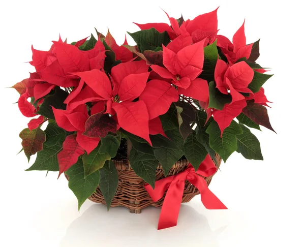 Poinsettia Flower Arrangement — Stock Photo, Image