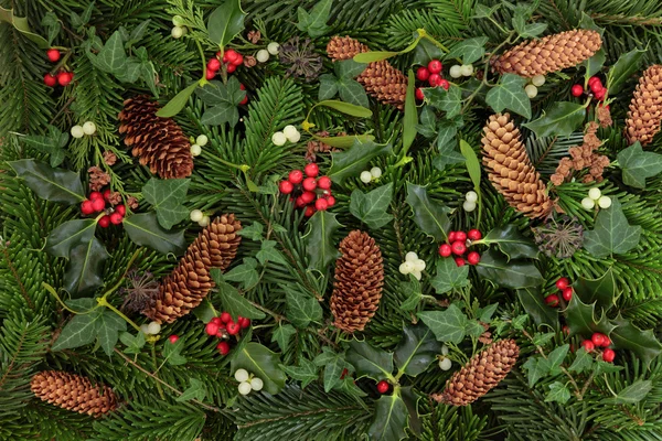 Vintern flora och fauna — Stockfoto