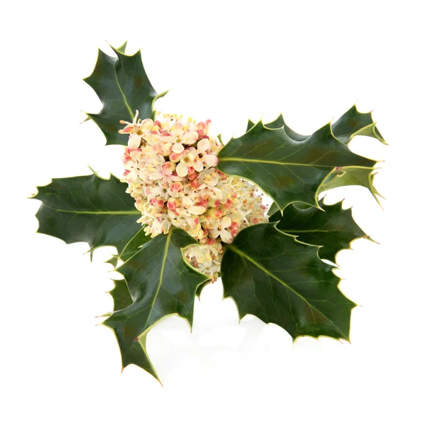 Holly Flower — Stock Photo, Image
