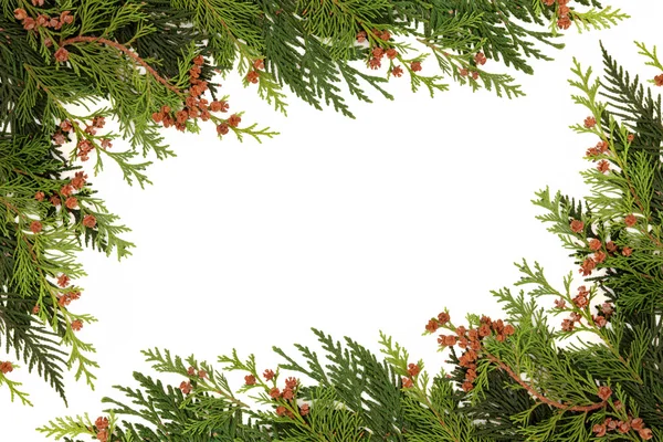 Winter Greenery Border — Stock Photo, Image