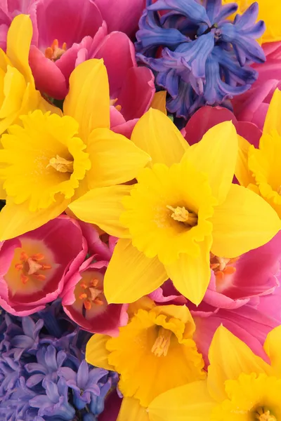 Primavera fiore bellezza — Foto Stock