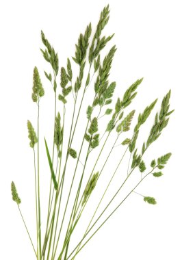 Rye Grass clipart
