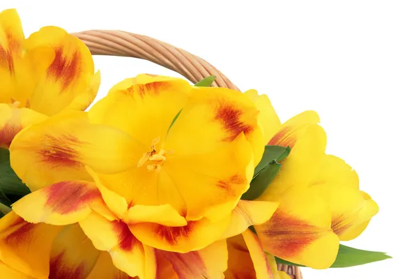 Floraciones de tulipán —  Fotos de Stock