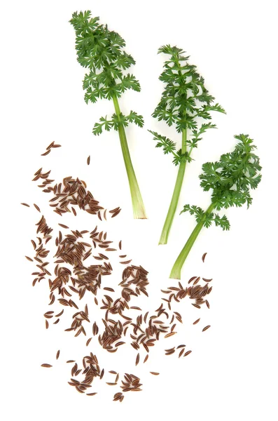 Caraway Seed and Leaf Sprigs — Stock Photo, Image