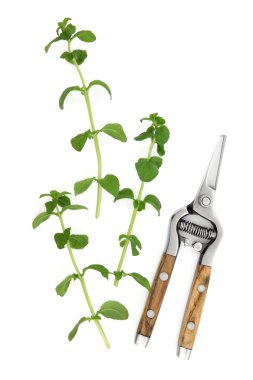 Yarpuz herb