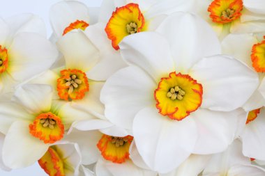 Narcissus Flower Beauty clipart