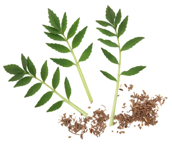 Valerian Herb — Stock Photo, Image