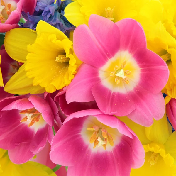 Spring Beauty — Stock Photo, Image