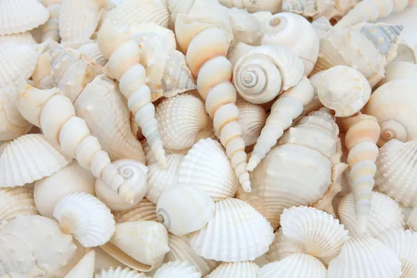 Shell belleza — Foto de Stock