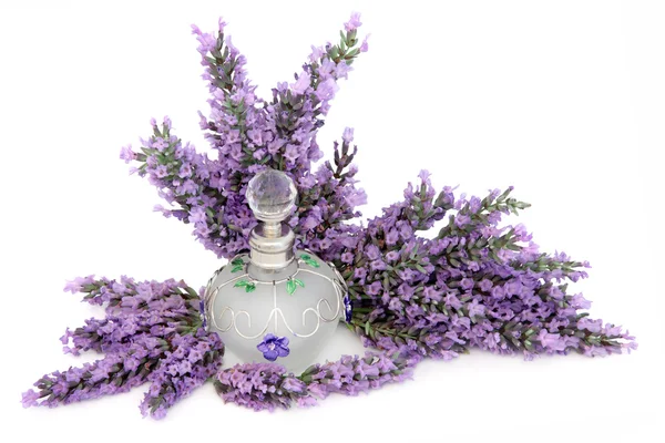 Parfum de fleur de lavande — Photo