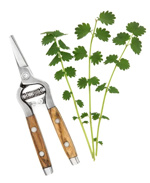 Salad Burnet Herb — Stock Photo, Image