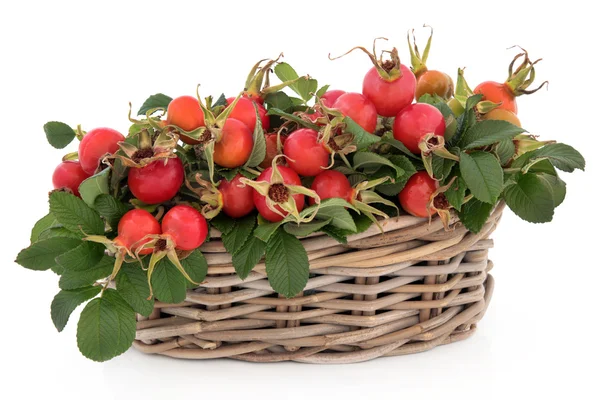 Rose Hip Fruit — Stock Photo, Image