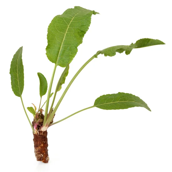 Horseradish Plant — Stock Photo, Image