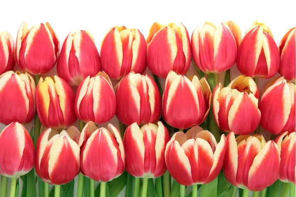 Tulp bloemen — Stockfoto