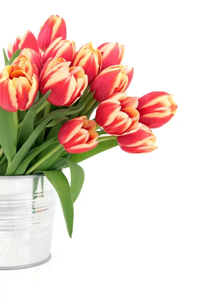 Belleza Tulipán vívida — Foto de Stock