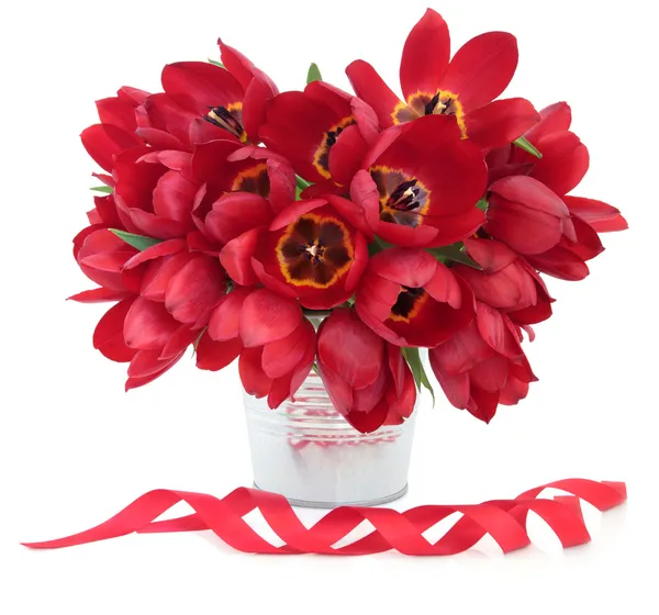 Красная красота тюльпанов — стоковое фото