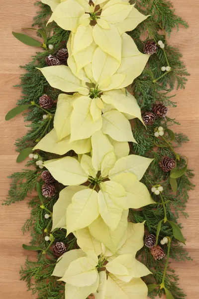 Granica kwiat poinsettia — Zdjęcie stockowe