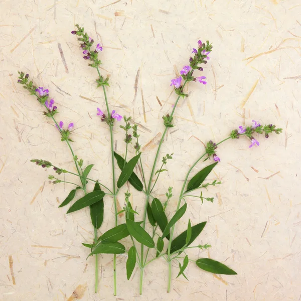Šalvěj byliny květiny — Stock fotografie