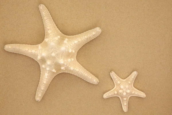 Sea Stars — Stock Photo, Image