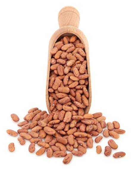 Pinto Beans — Stock Photo, Image