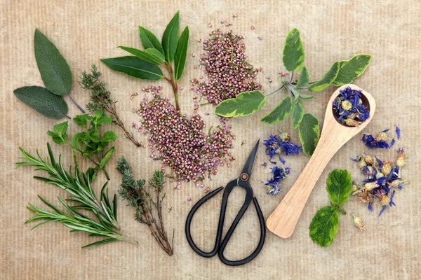 Fresh Herbs — Stock Photo, Image